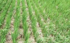 水稻曬田的原因和作用,水稻曬田的注意事項(xiàng)