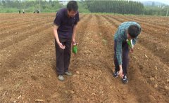 豇豆苗期如何管理？如何確定豇豆的移栽苗齡？