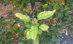 果樹肥害發(fā)生怎么辦？如何預(yù)防果樹肥害？