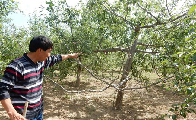 果樹肥害的預防措施
