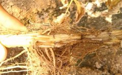 怎樣防治黃花菜根腐病，發(fā)病原因是什么？