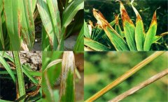 如何預防黃花菜炭疽病，防治農(nóng)藥是什么藥？