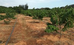 釋迦果種植需要哪些因素？釋迦果種植技術(shù)！