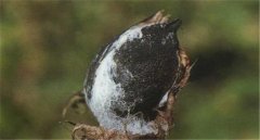 棉花如何預(yù)防棉鈴黑果??？棉鈴黑果病防治措施