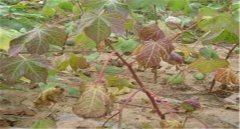 棉花莖枯病的發(fā)病癥狀！棉花莖枯病防治農(nóng)藥！