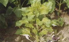 如何防治向日葵花葉病毒病，發(fā)病原因是什么？