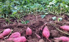 紅薯產(chǎn)量一般是多少？紅薯高產(chǎn)栽培技術(shù)要點
