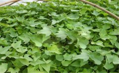 甘薯的原產(chǎn)地是哪里？甘薯和紅薯有什么區(qū)別？