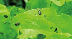 怎樣消滅白菜地跳蚤？去除白菜跳蚤蟲(chóng)用什么藥