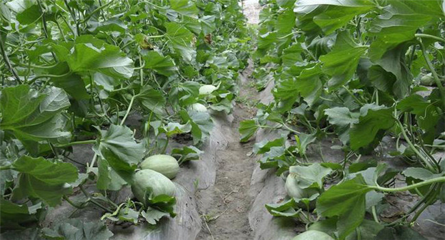 提高甜瓜坐果率的主要措施