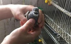 蘆丁雞如何孵化？蘆丁雞孵化的溫度、濕度要求