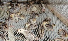 七彩山雞孵化多少天？七彩山雞孵化溫度和濕度