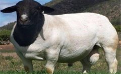 好的種公羊有哪些特點？如何挑選種公羊？