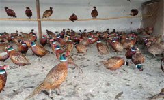 養(yǎng)野雞需要辦什么手續(xù)？養(yǎng)殖野雞的注意事項(xiàng)