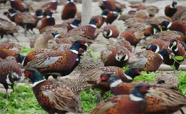 野雞吃什么食物、怎么喂養(yǎng)