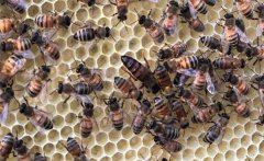 如何判斷蜂王是否存在，蜜蜂沒(méi)有蜂王如何處理