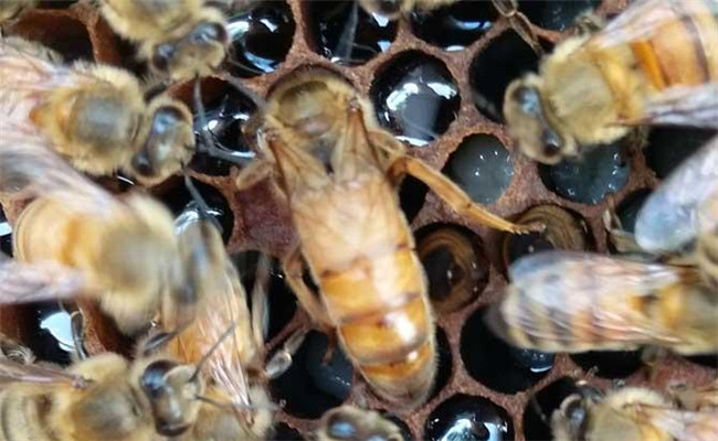 買(mǎi)來(lái)的蜂王一般要關(guān)幾天