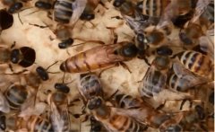 蜂王為什么會逃跑，蜂群失王了怎么辦？