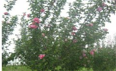 木槿是喬木還是灌木，木槿樹什么時(shí)候開花？