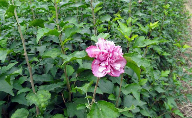 木槿的變種、變型及品種