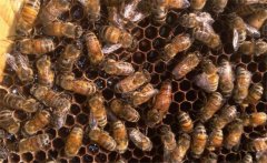 工產(chǎn)群如何處理，工產(chǎn)群怎樣介入蜂王