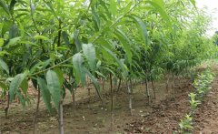 怎樣種植黃桃?種植黃桃樹幾年可以掛果