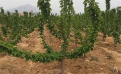 櫻桃如何施肥？大櫻桃的需肥特點(diǎn)與施肥原則