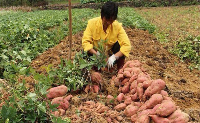 在收獲時(shí)要做到四輕、五防