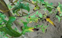 什么是山藥枯萎病,如何防治