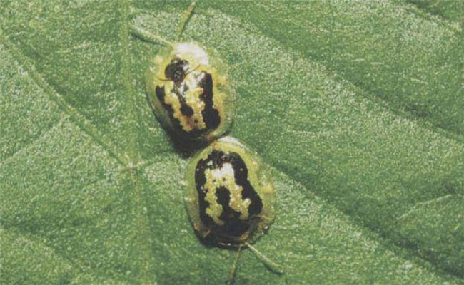 怎樣防治甘薯小綠龜甲，怎樣防治甘薯天蛾