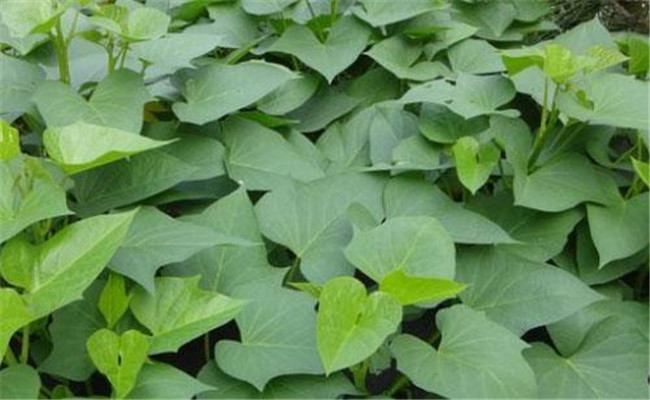 獲得甘薯高產的栽培措施有哪些