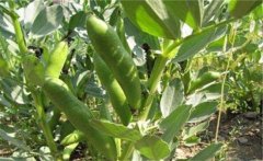 蠶豆的營養(yǎng)價值有哪些？蠶豆的保健功效簡介