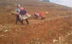 魔芋種植技術(shù)簡(jiǎn)介：栽培魔芋如何選種、曬種？