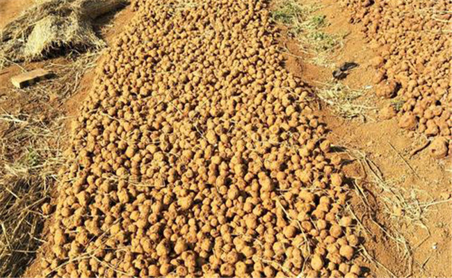 選種、曬種問題