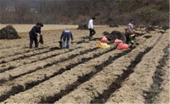 小米種植如何施種肥，如何追肥？