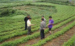 魔芋種植的田間管理措施有哪些？