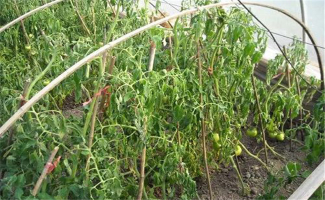 用什么措施可以防止連作障礙