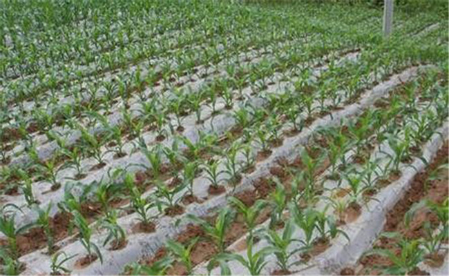 寒地無公害食用高粱地膜覆蓋栽培技術(shù)