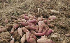 甘薯、甜豌豆高效栽培新模式