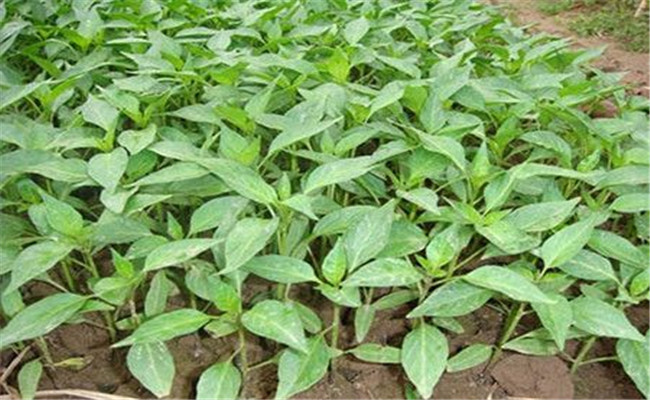 辣椒緩后苗肥輕，高氮薄糞都可行