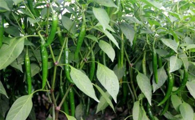 辣椒盛果重高鉀，花多豐產(chǎn)滿(mǎn)地紅