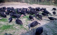 火雞養(yǎng)殖效益如何，其養(yǎng)殖前景怎樣？