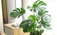 客廳適合養(yǎng)什么花？10種健康花，客廳可養(yǎng)一盆
