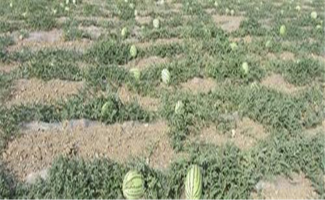 田里沙，種西瓜