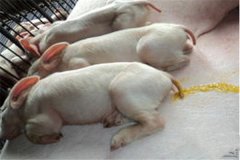 豬吐食拉稀是怎么回事、怎么治、用什么藥治療