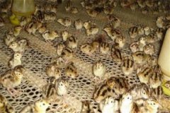 鵪鶉養(yǎng)殖周期是多長時(shí)間，鵪鶉養(yǎng)多久可以下蛋