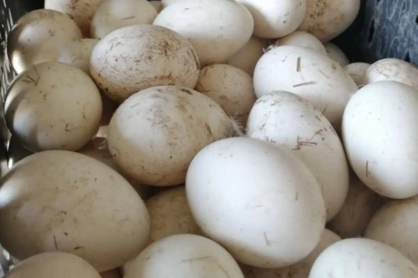 鵝蛋怎樣分辨有精無精