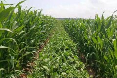 大豆玉米套種最佳行距，大豆玉米套種意義何在