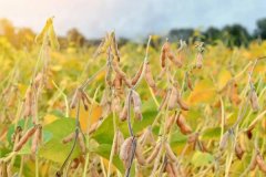 大豆收獲時間是什么時候，大豆有哪些種類？