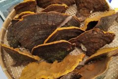 桑黃如何種植,桑黃栽培技術(shù)要點